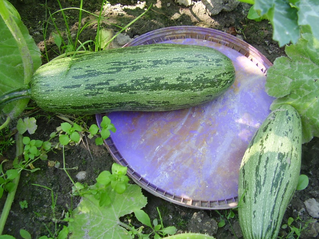 Белобор ф1 кабачки