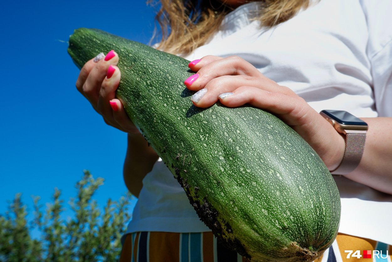 Август кабачки