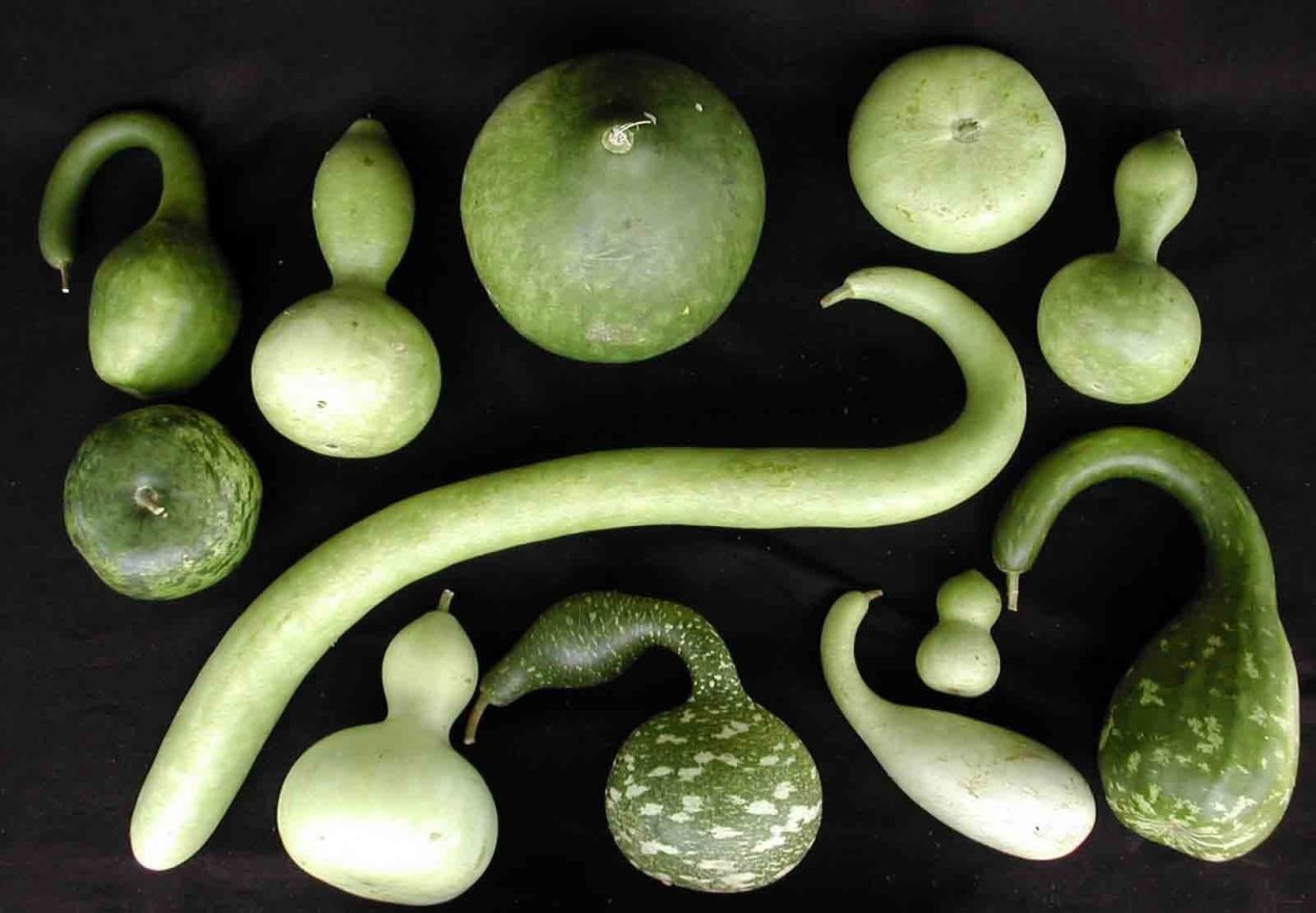 Лагенария (горлянка)