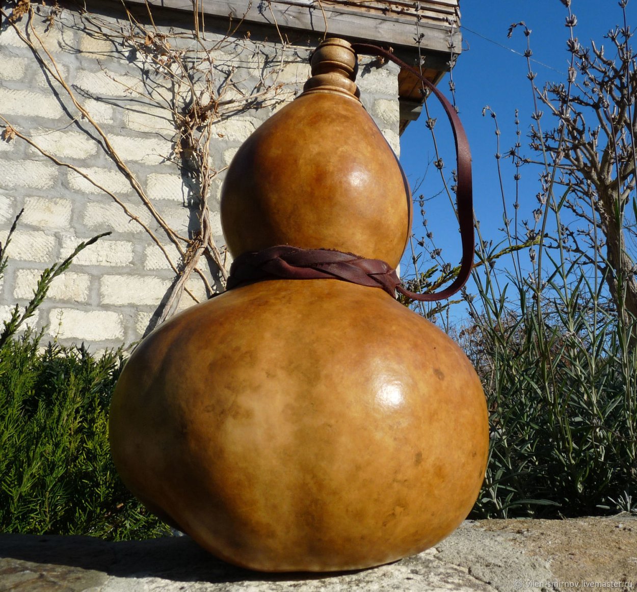 Тыква горлянка - лагенария