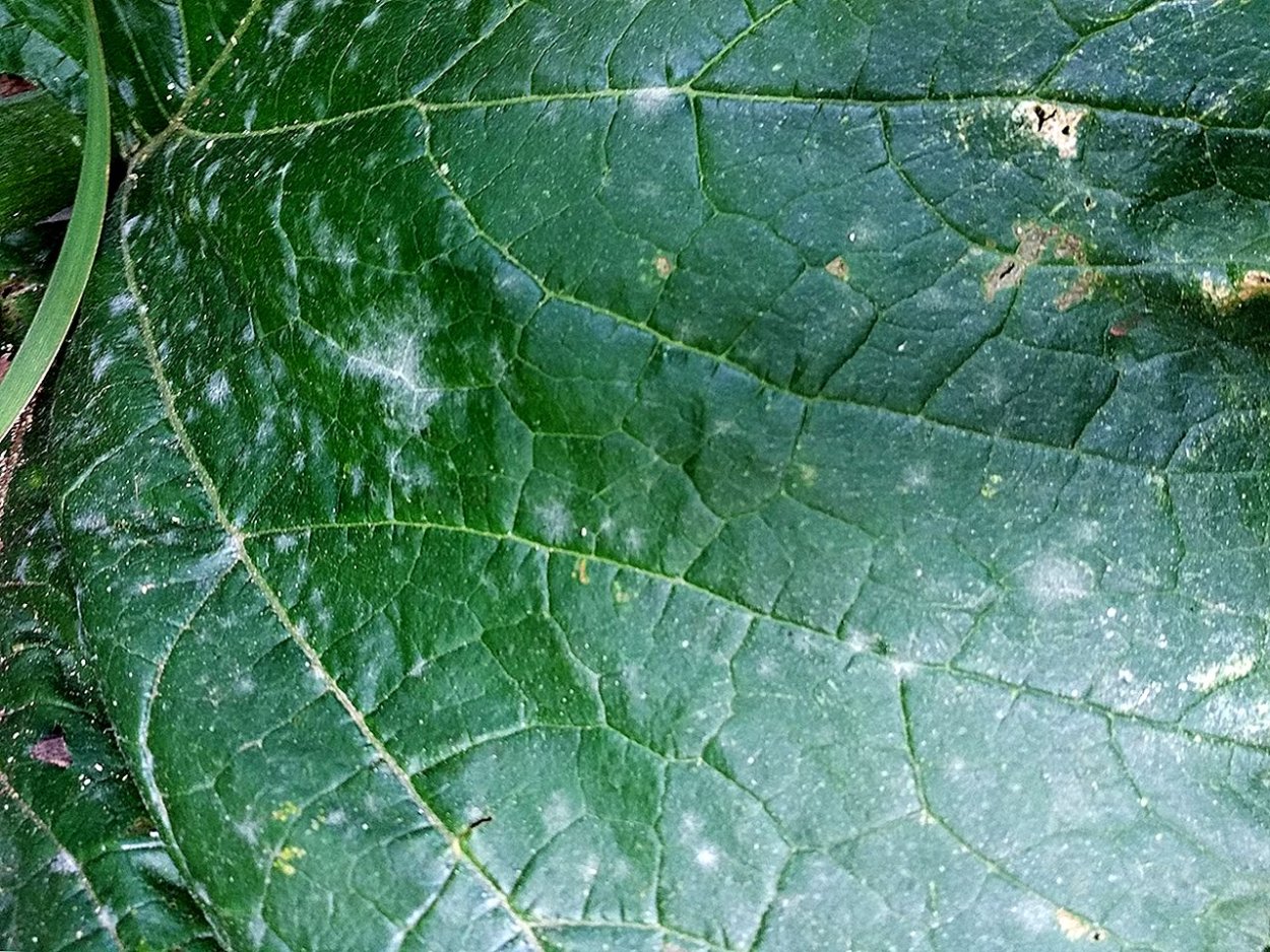 Мучнистая роса без надписей