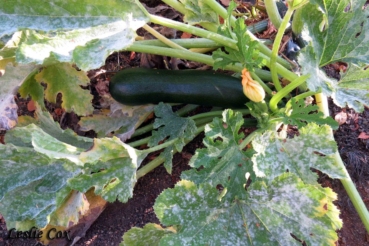 Мучнистая роса кабачков