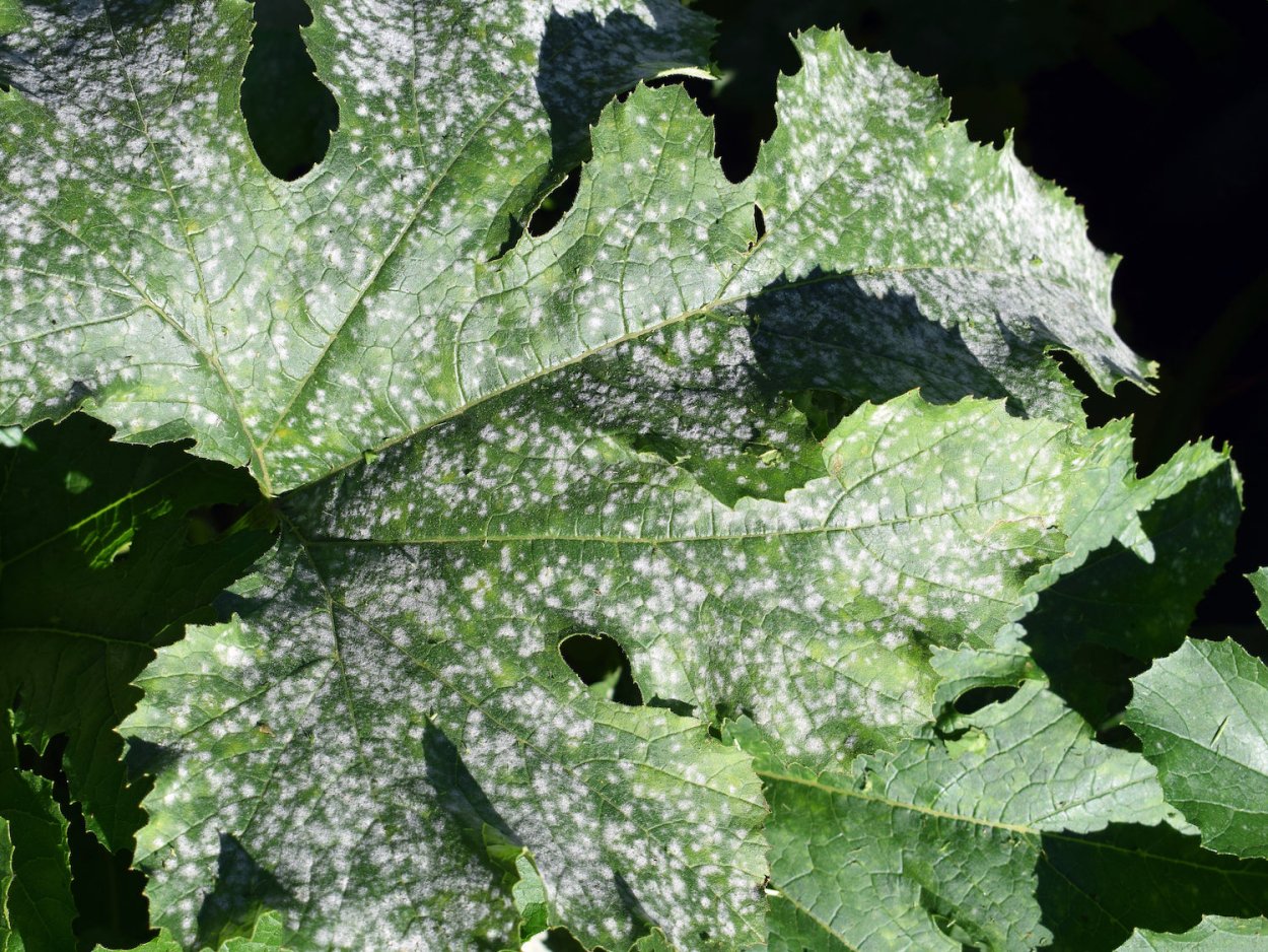 Powdery mildew celandine pathogen