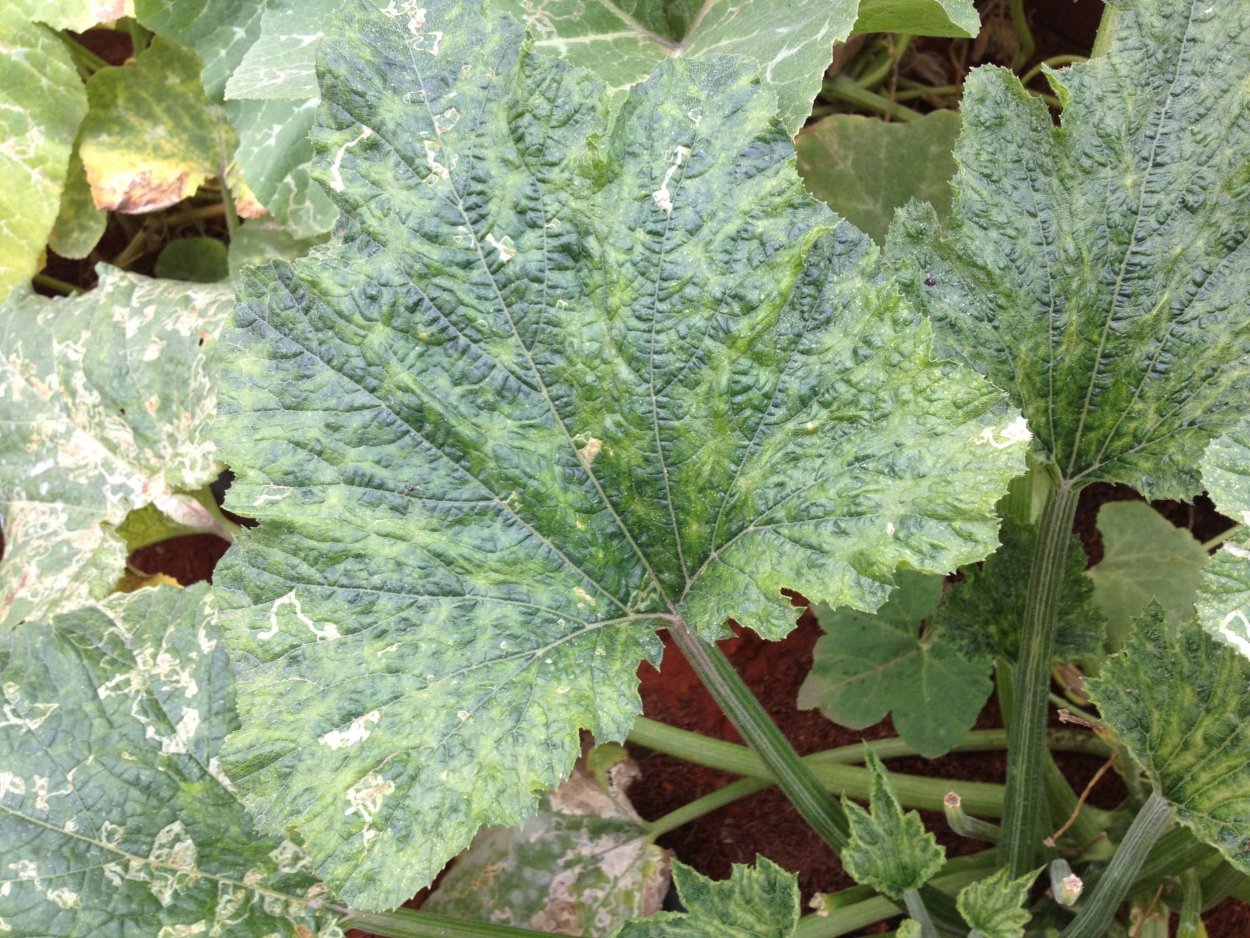 Кудрявость на листьях кабачка