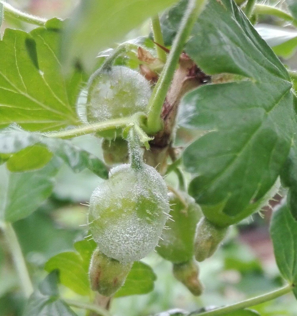 Мучнистая роса