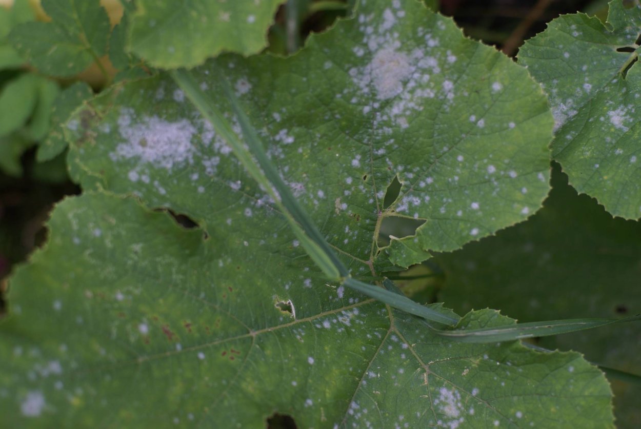 Мучнистая роса кабачков