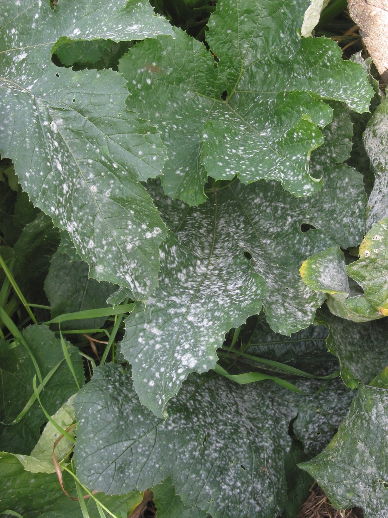 Мучнистая роса (сферотека)