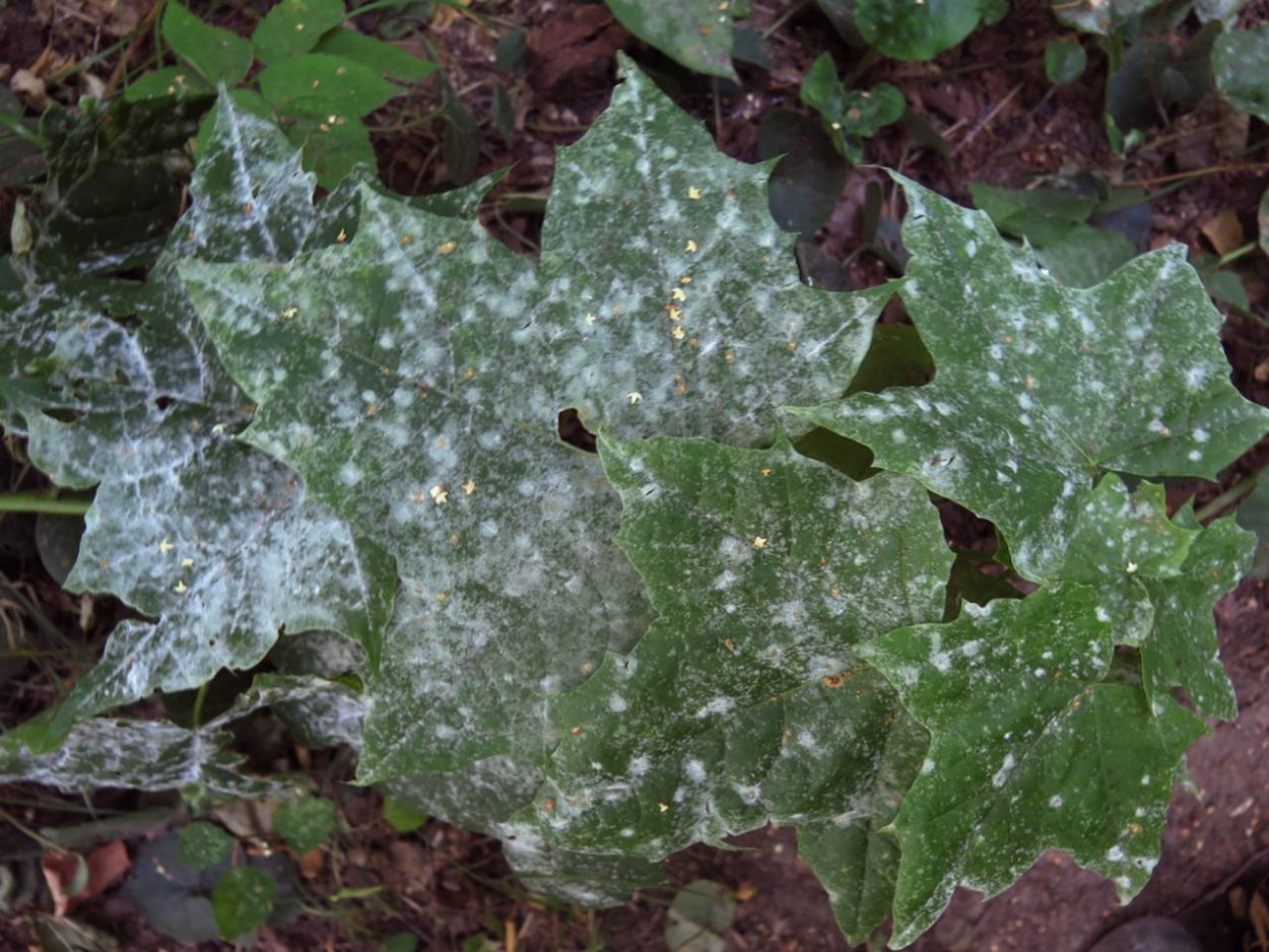 Мучнистая роса Свидина