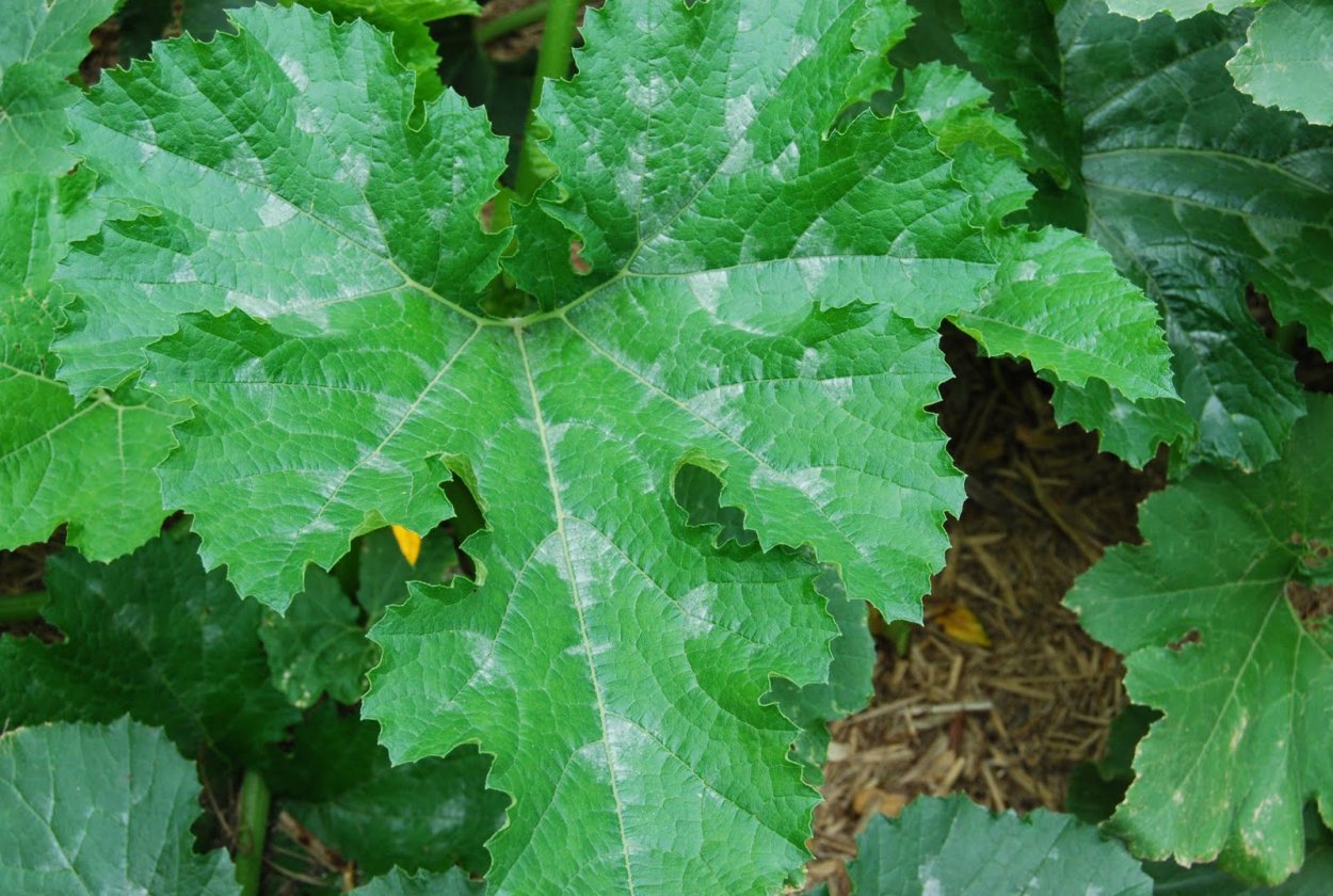 Treat White leaves on Zucchini