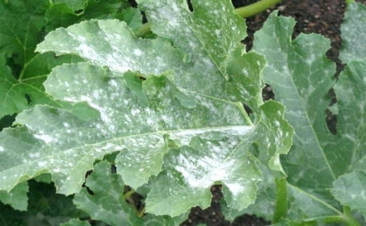 Американская мучнистая роса