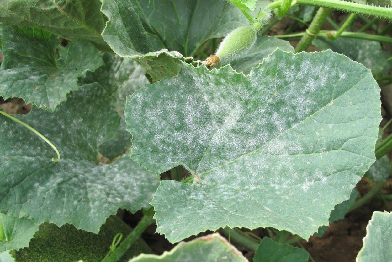 Мучнистая роса огурцов