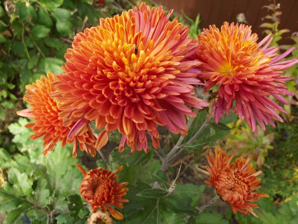 Хризантема корейская Стожары