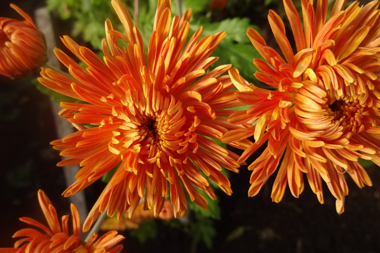 Хризантема корейская Стожары