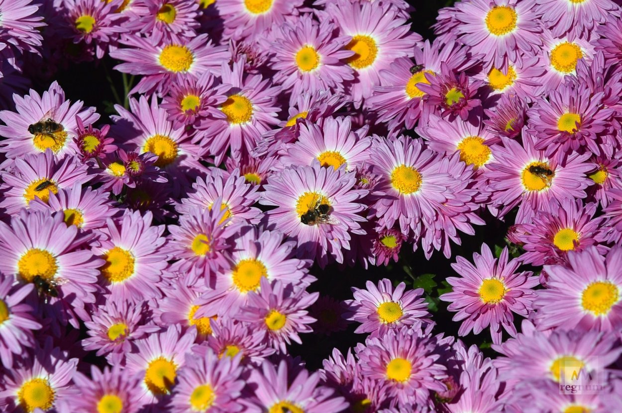 Хризантема на глазах