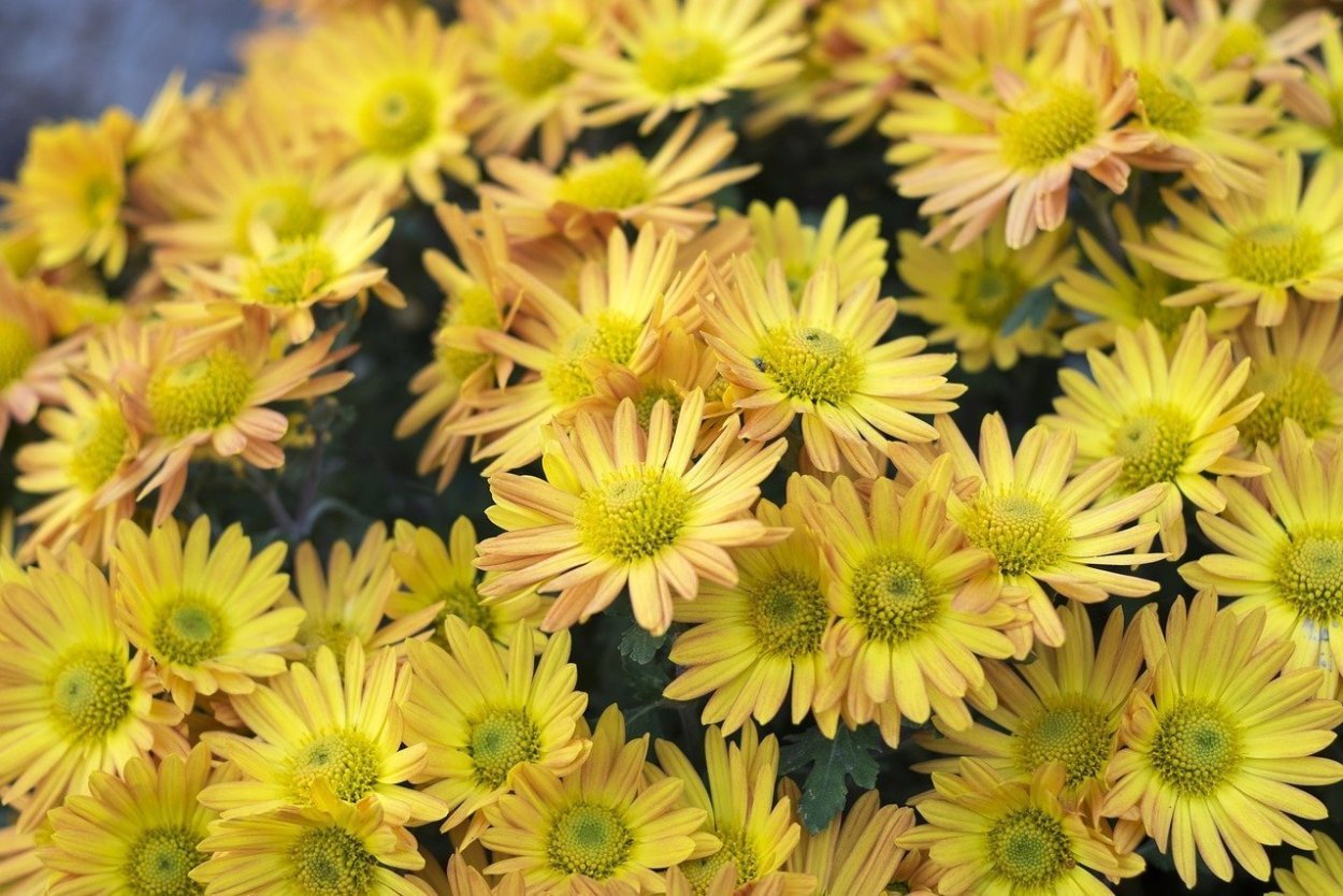 Хризантема Стожары