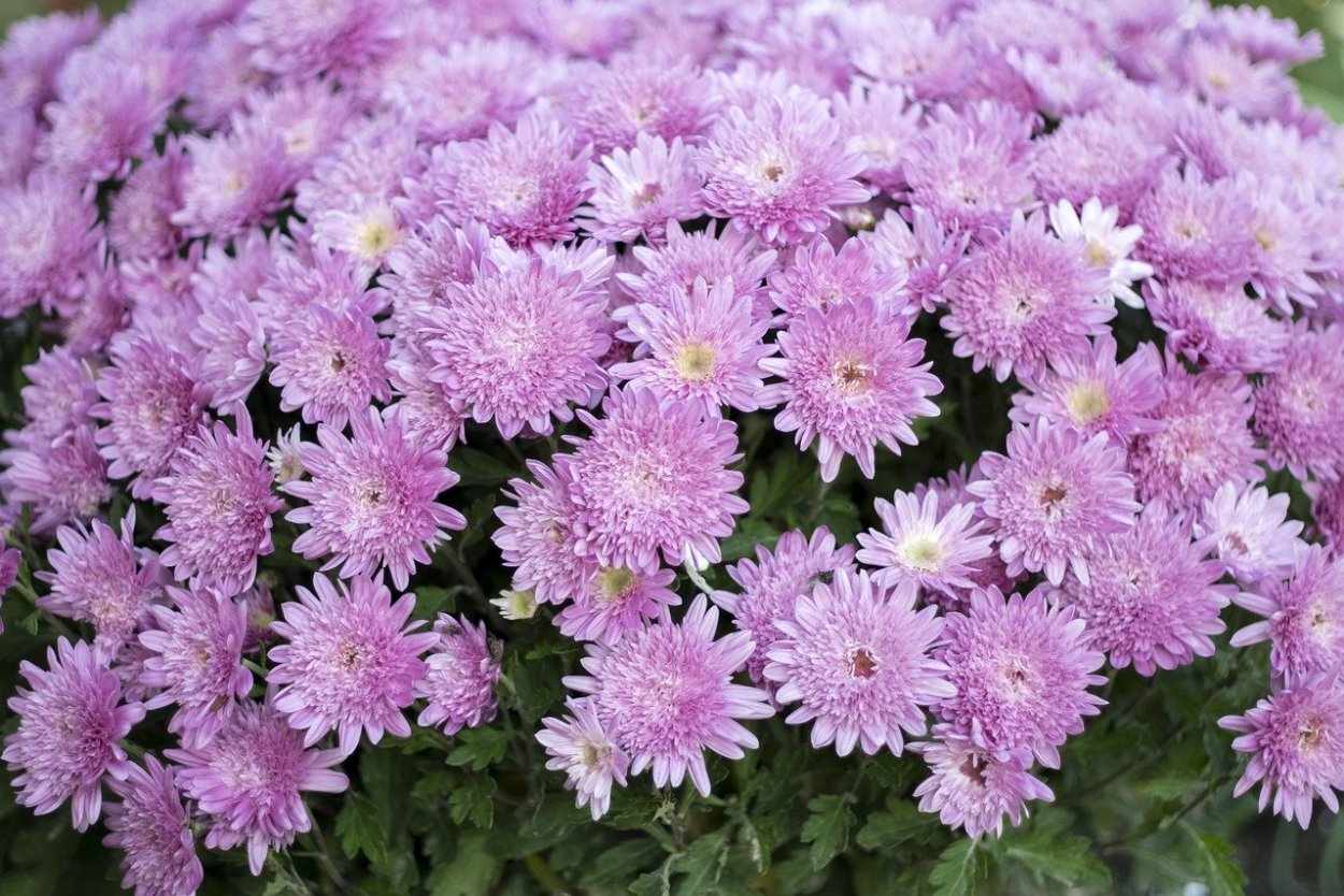 Хризантема саммер