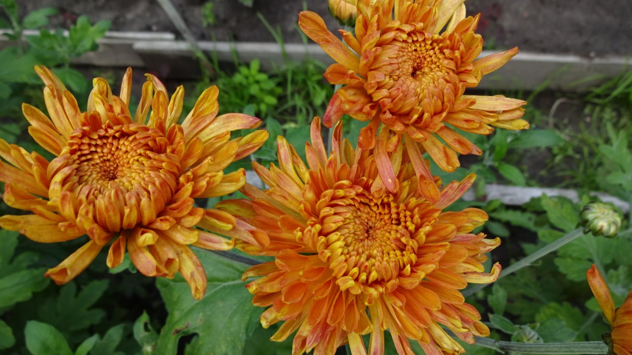 Хризантема корейская Пектораль