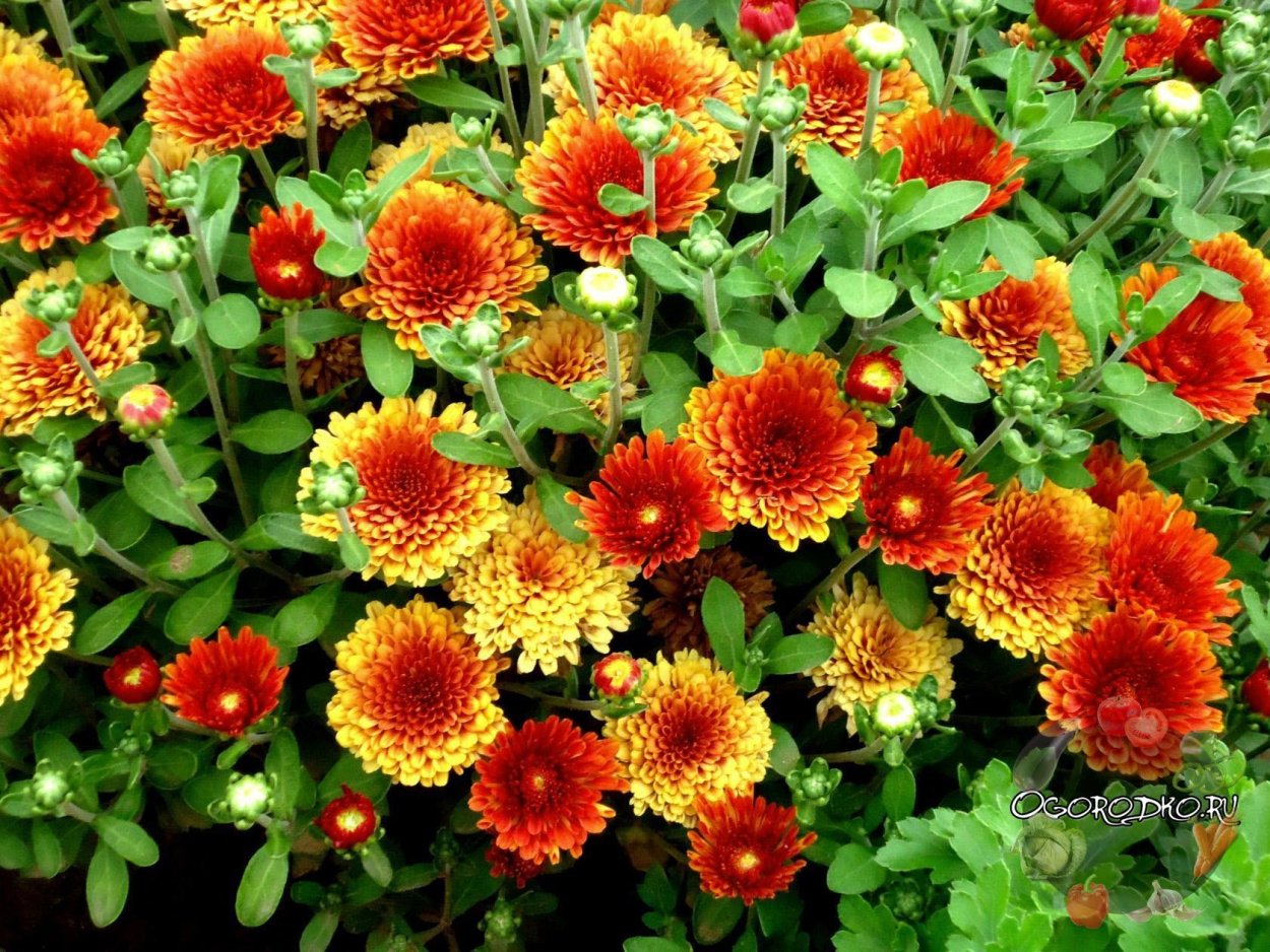 Хризантема 1г Астро