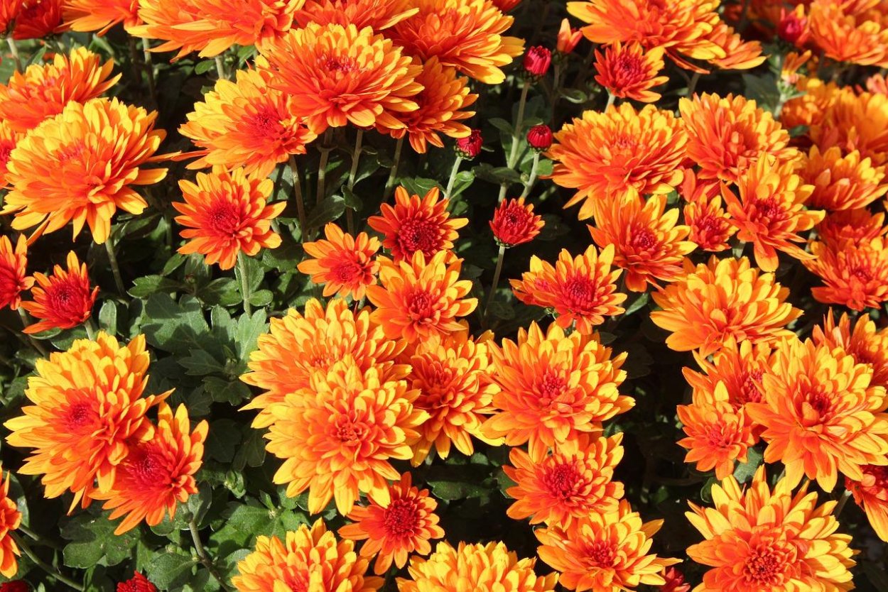 Хризантема биколор