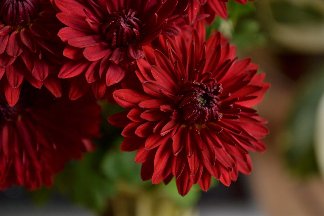 Хризантема Червона Калина