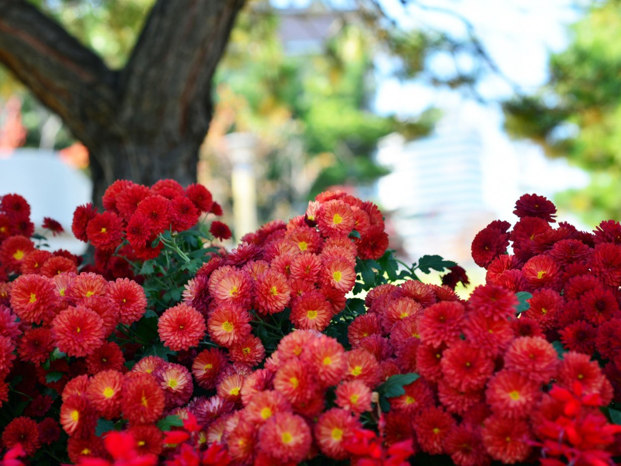 Хризантема Стелуца красная