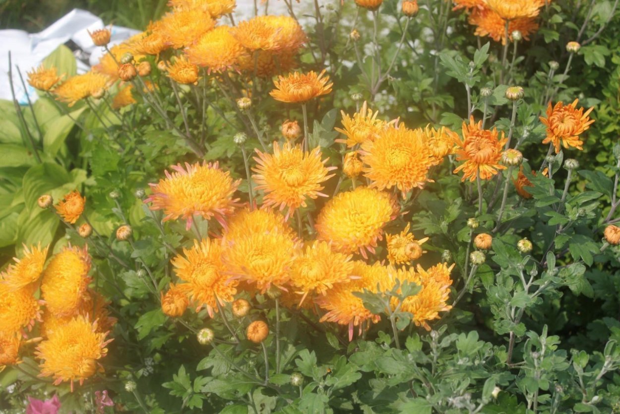 Хризантема корейская Стожары