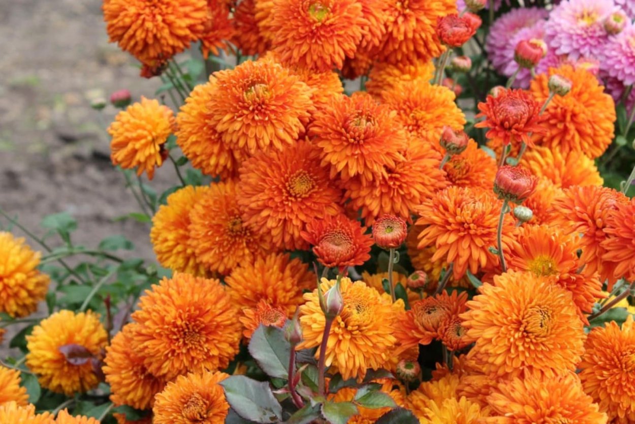 Хризантема корейская Пектораль