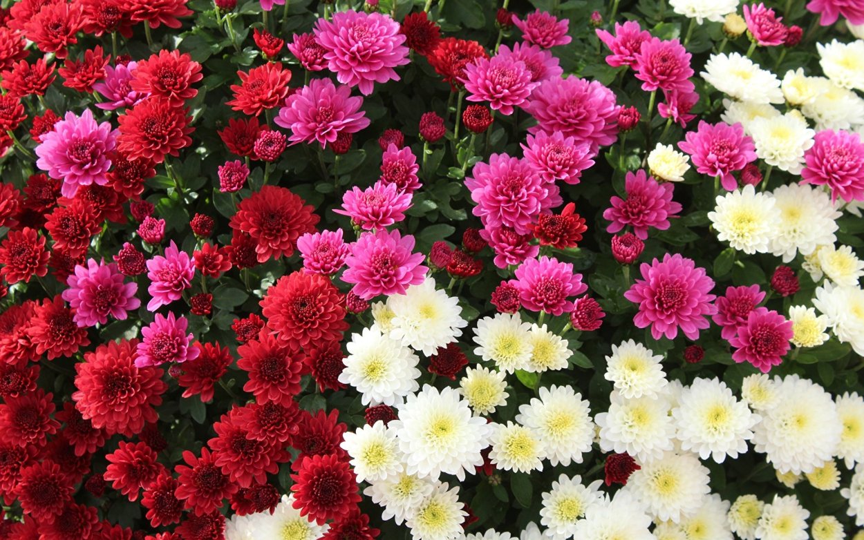 Хризантема гитиланж