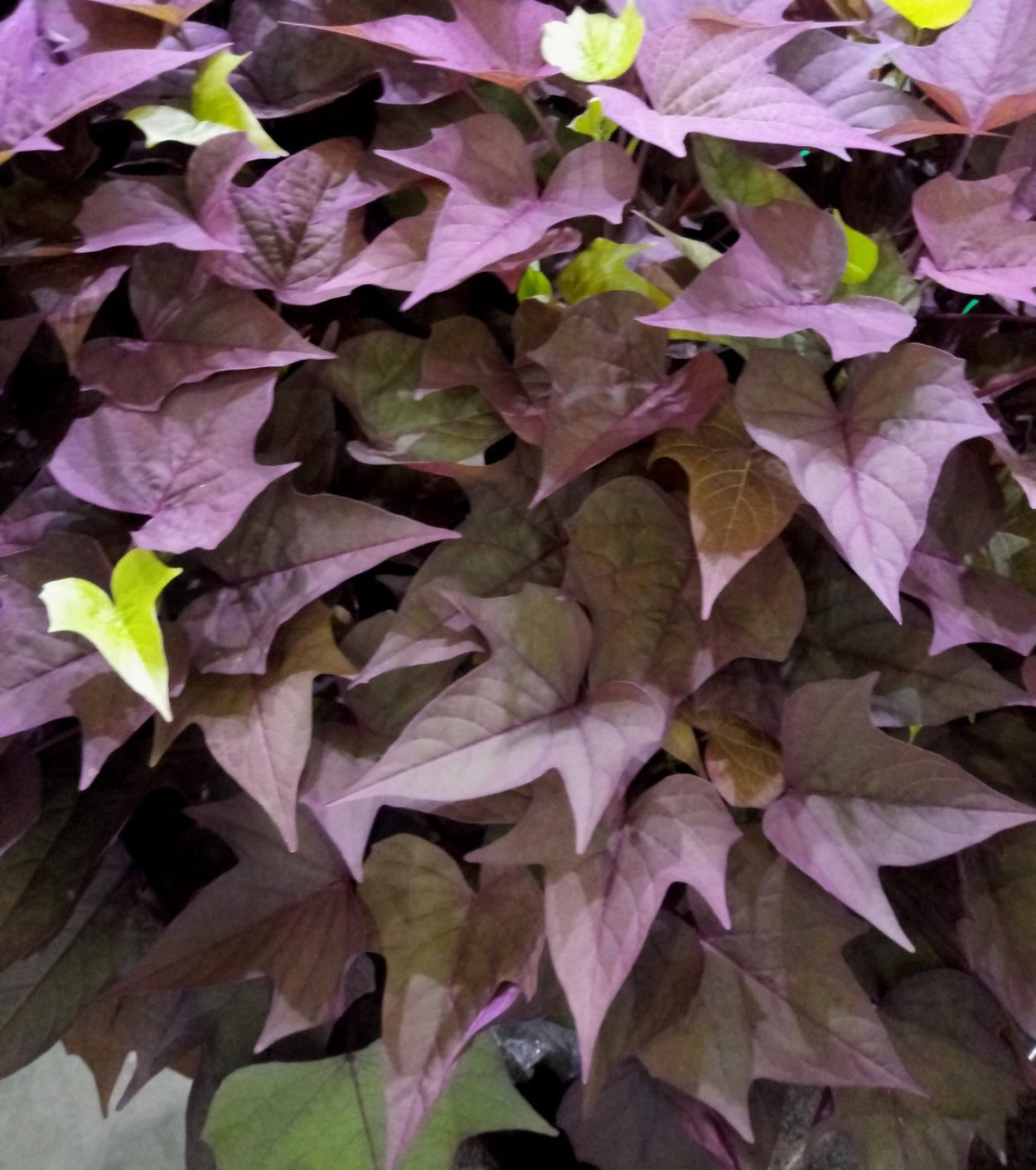 Ипомея Rusty Red