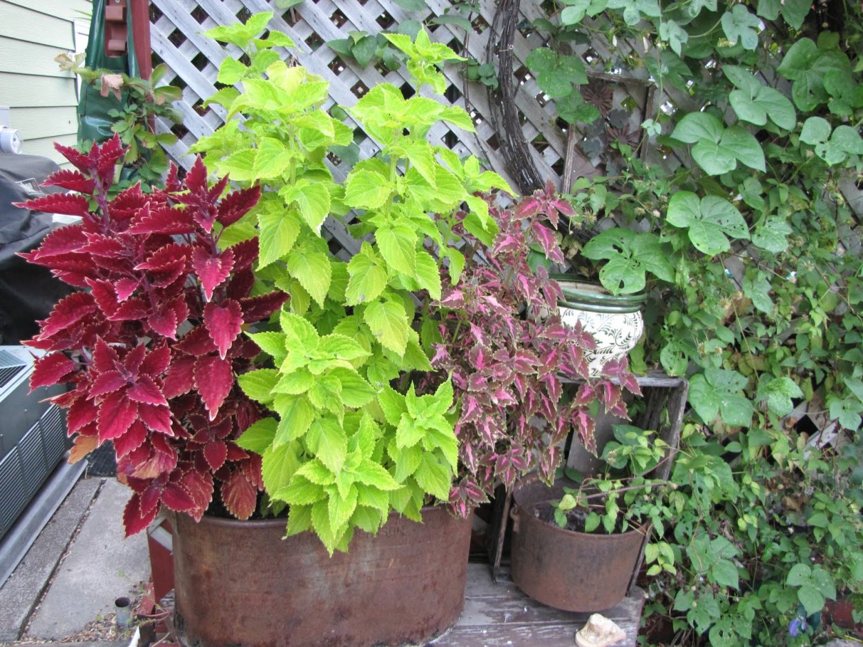 Ипомея батат семена