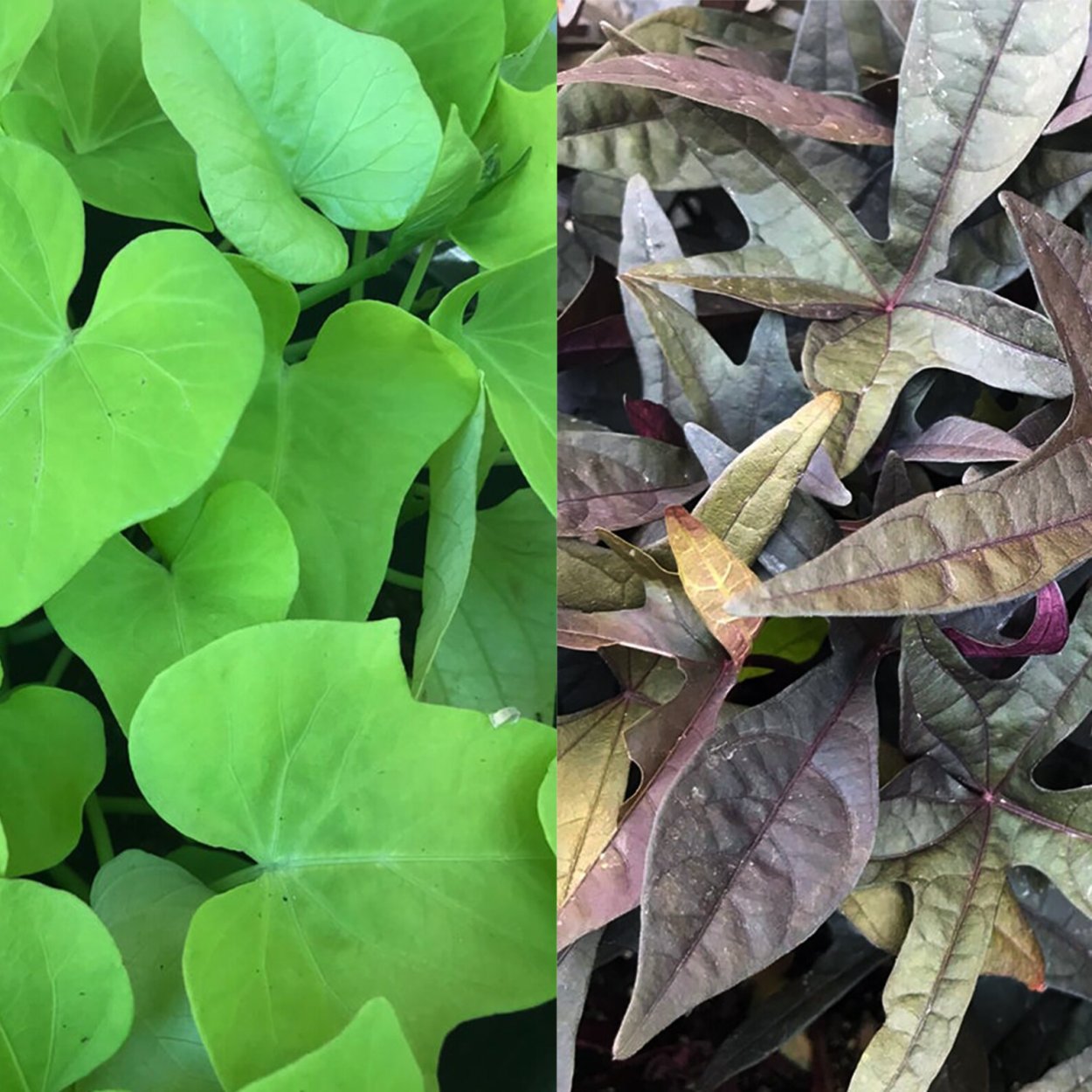 Ипомея батат 89056791072