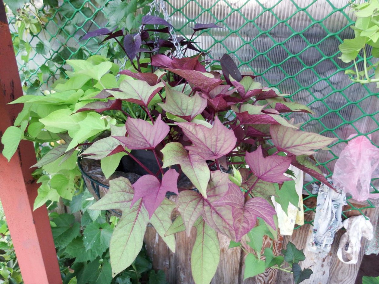 Ипомея батат Лайт Грин