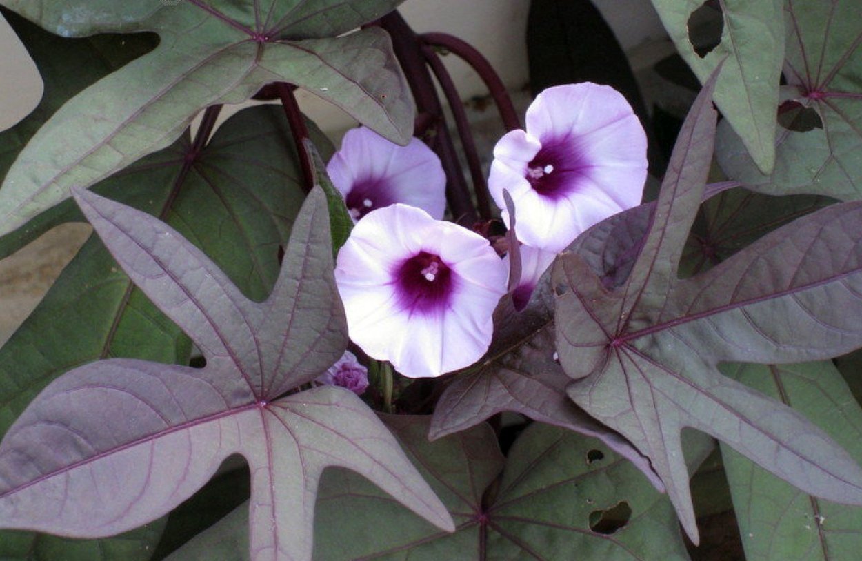 Ипомея батат Blackie