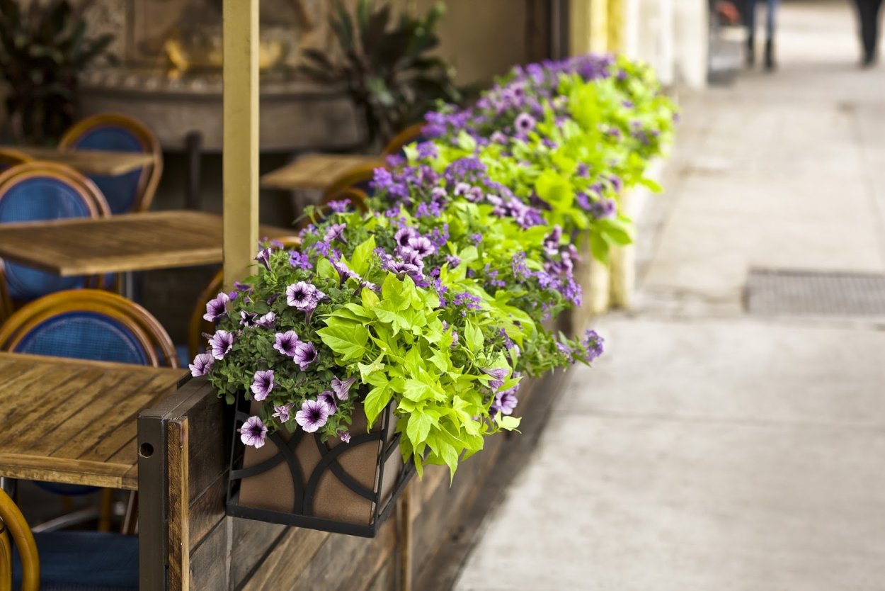 Петуния в интерьере