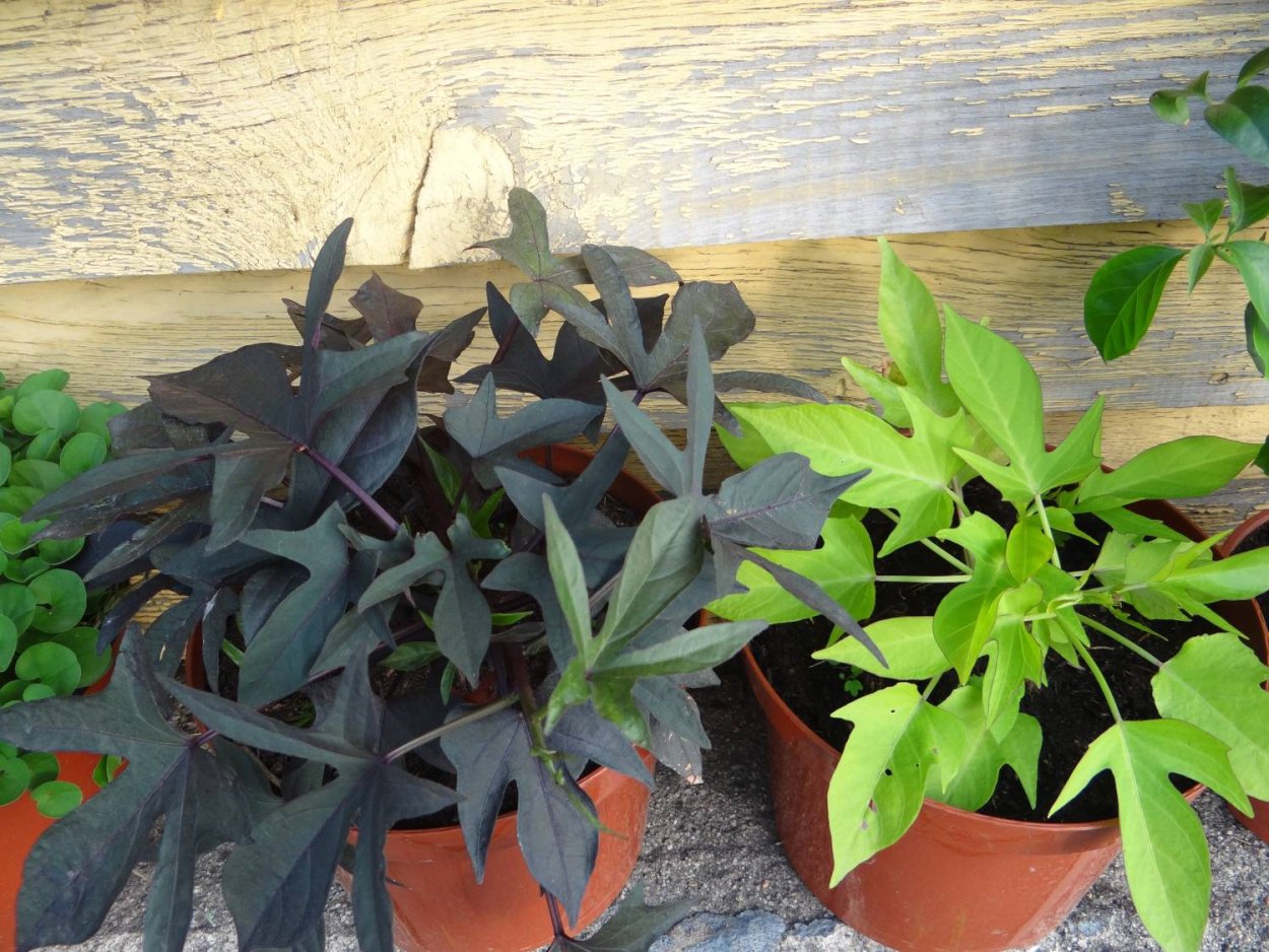 Ипомея батат рассада