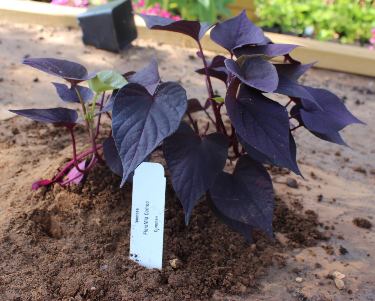 Ипомея батат FLORAMIA Cameo