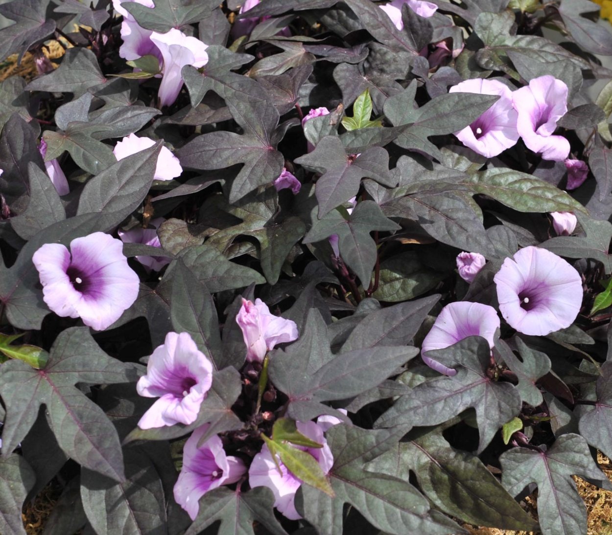 Цветок ипомея батат