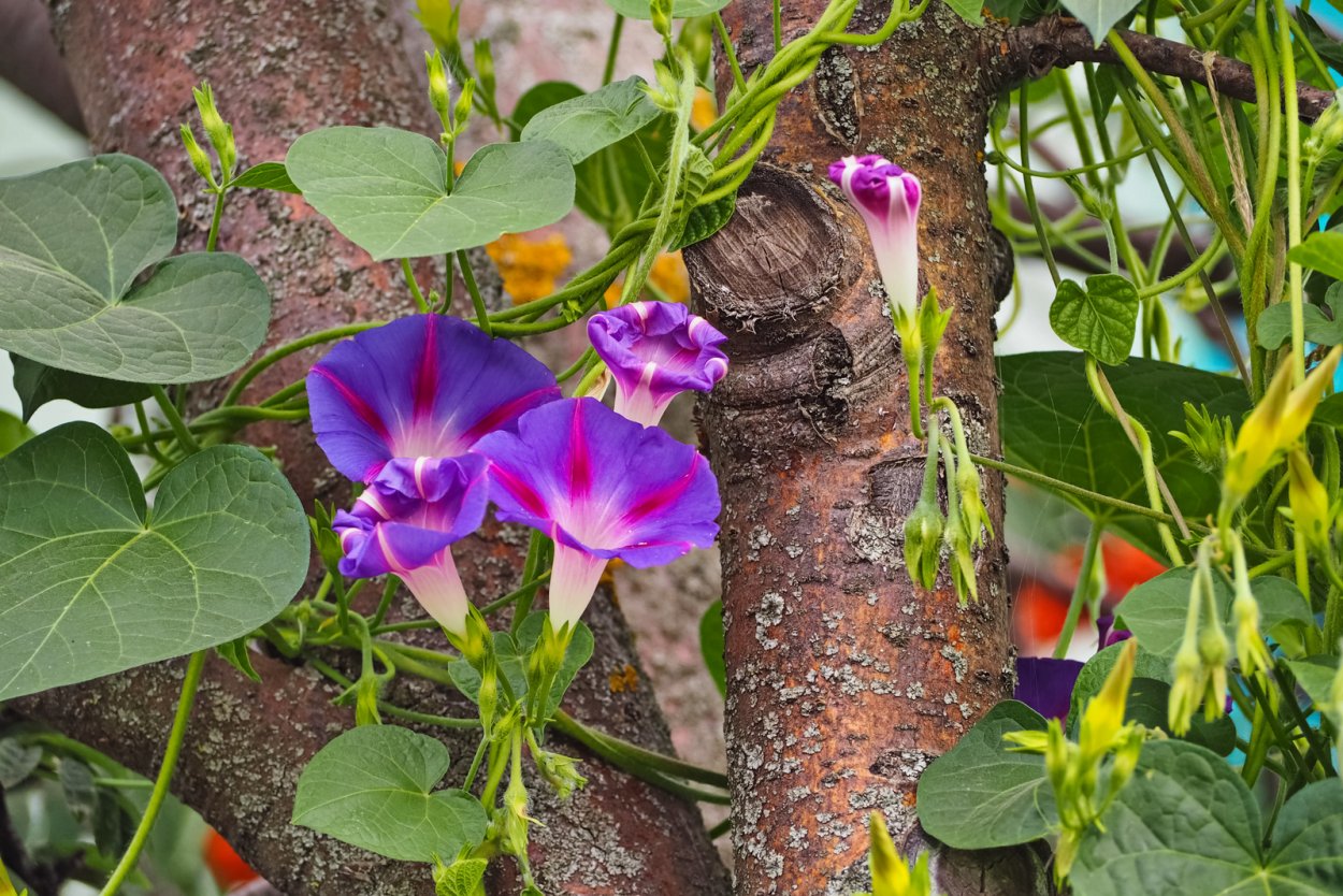 Ипомея звонница