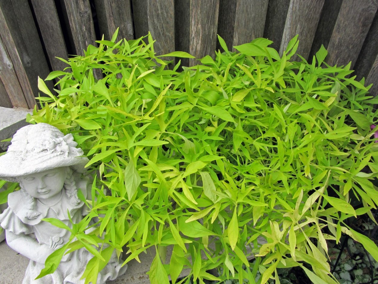 Ипомея Illusion Emerald Lace