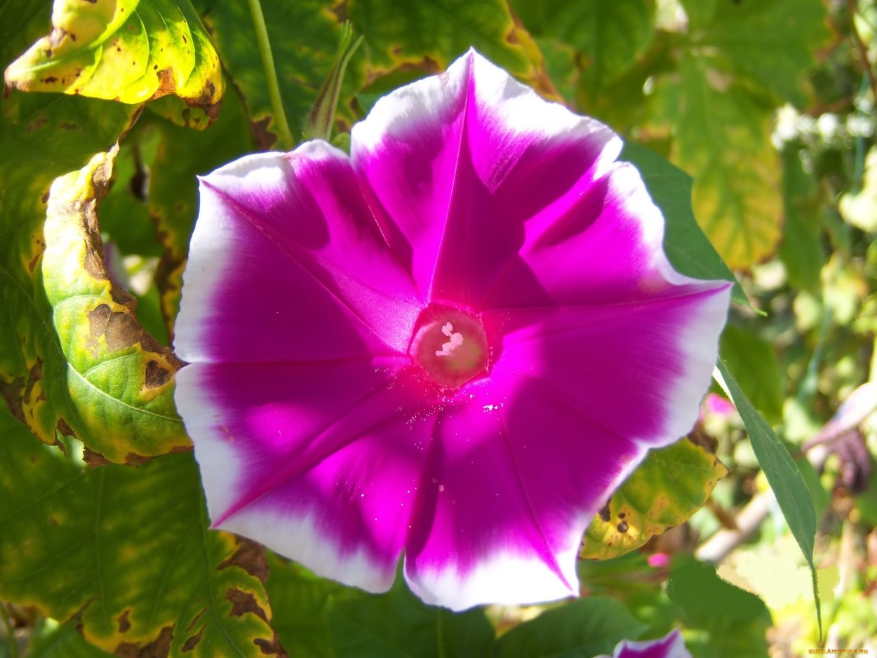 Вьюн ипомея Кардинал