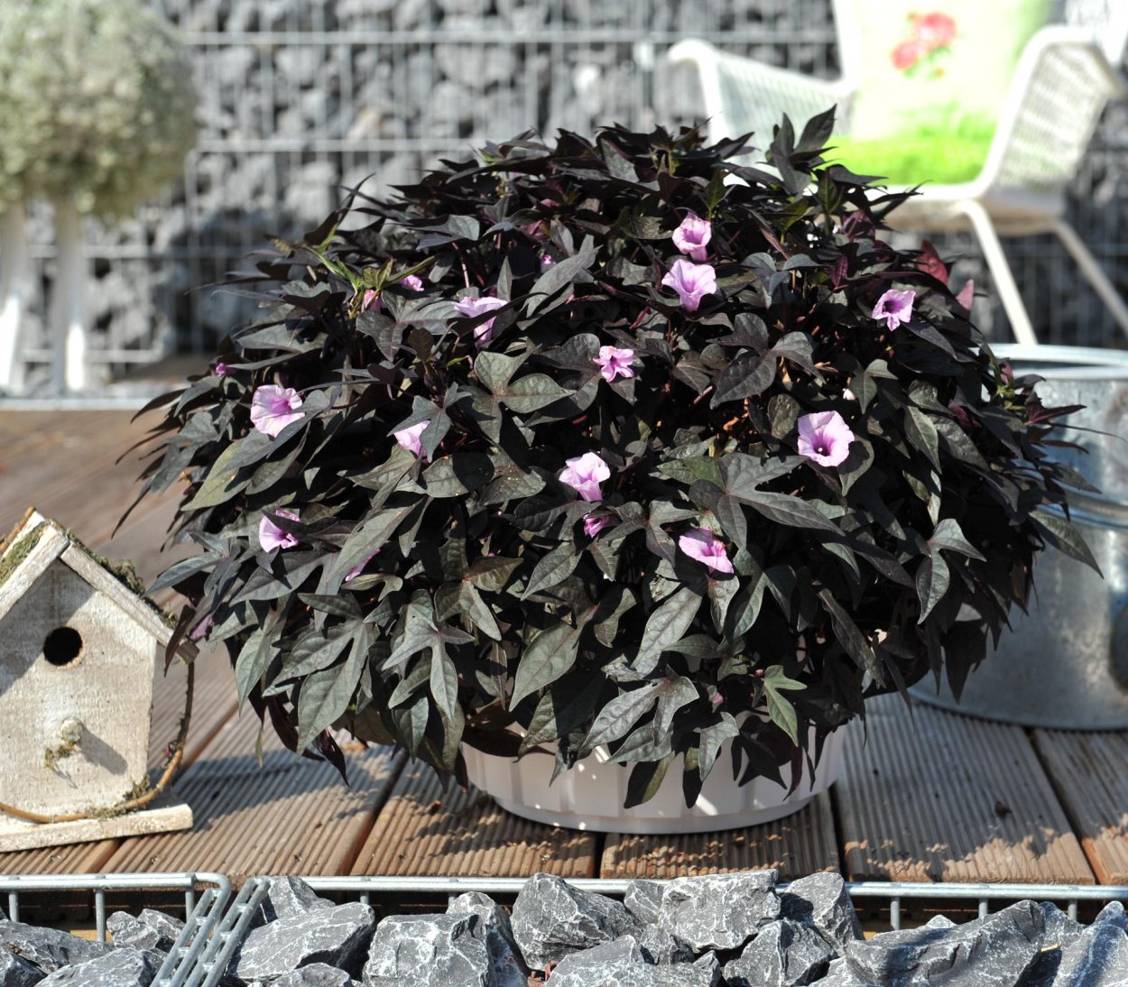 Ипомея FLORAMIA Cameo