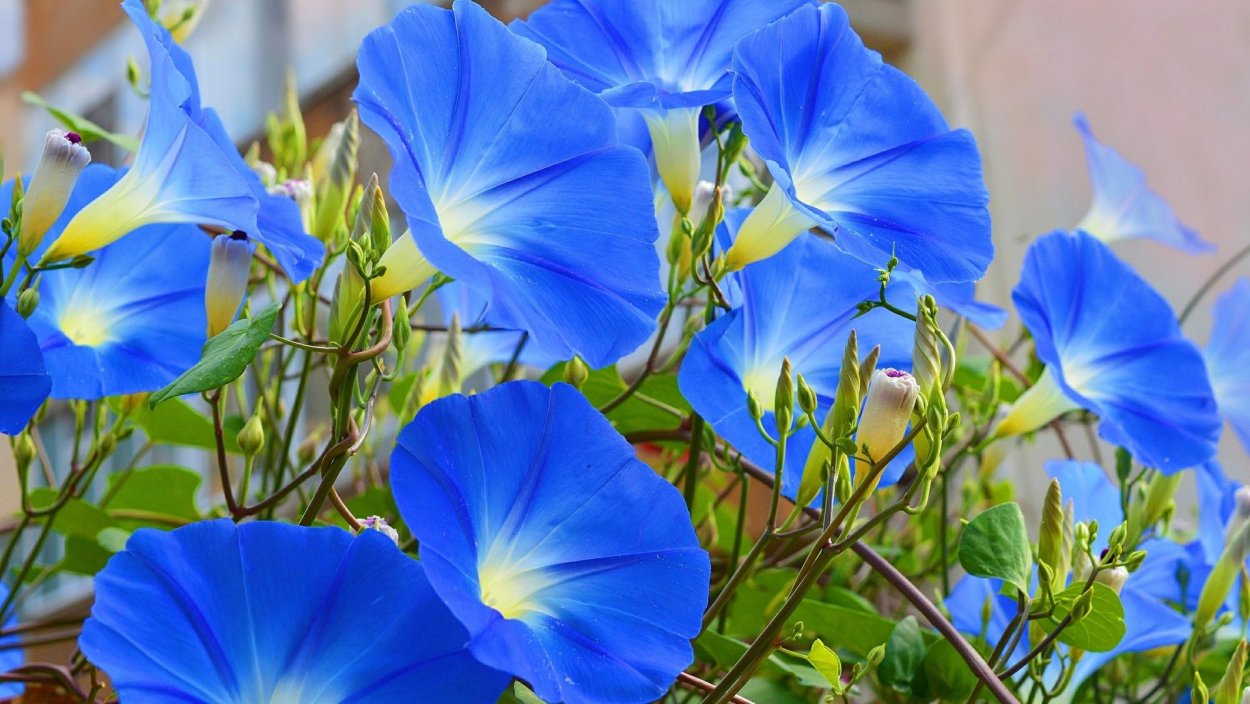 Ипомея небесно-голубая