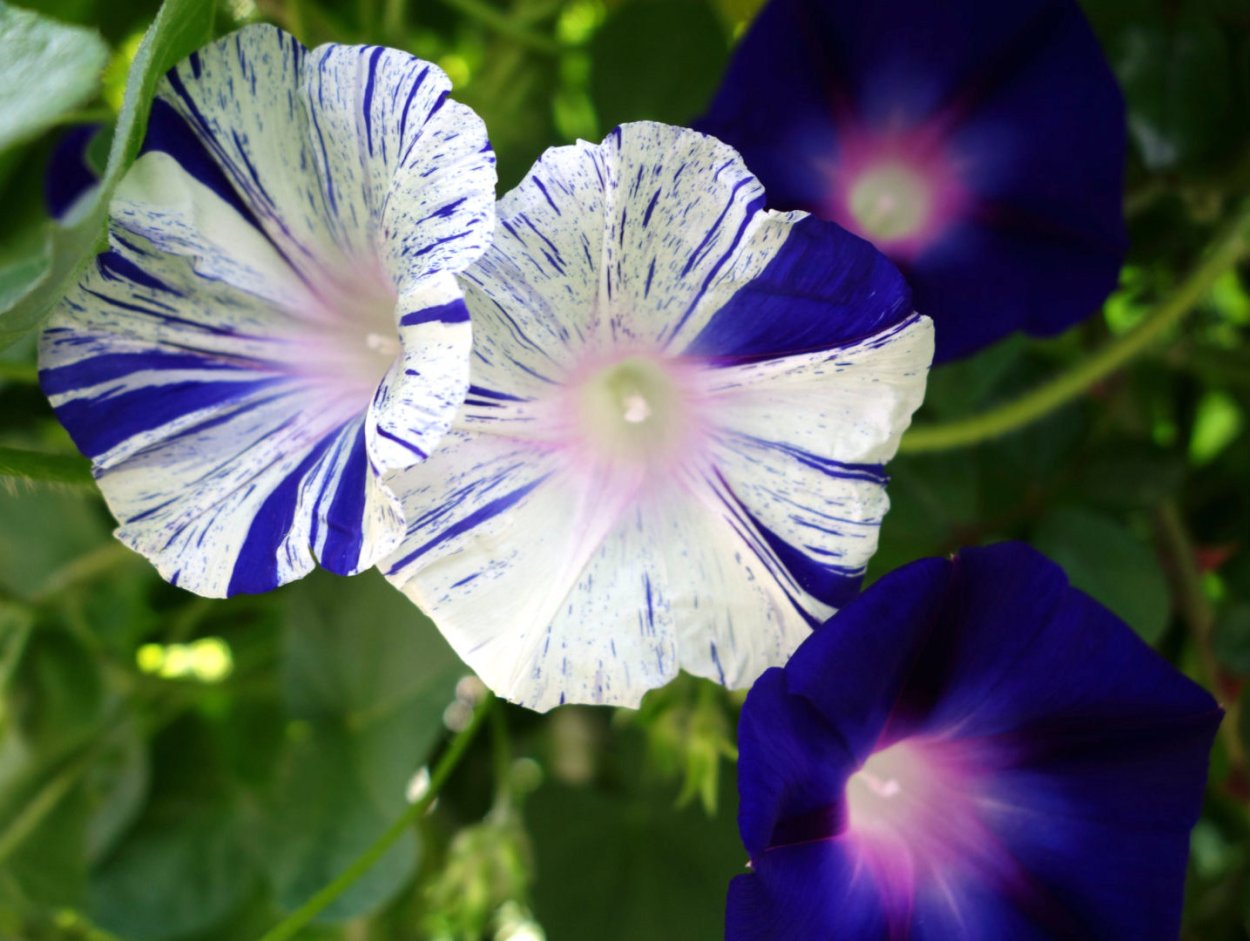 Ипомея Монинг Глори