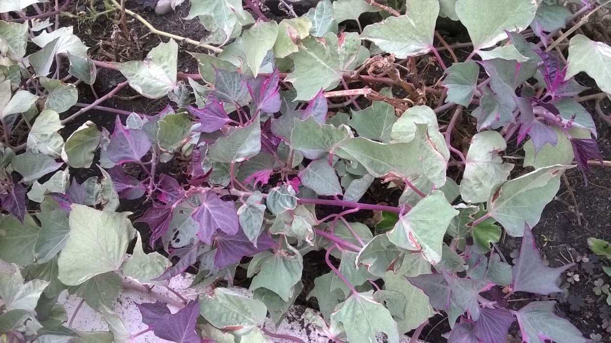 Ипомея батат Buntblettrig