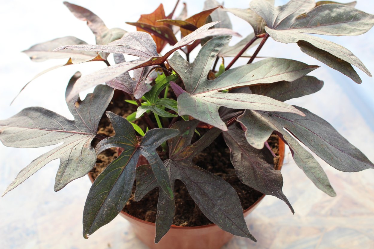 Ипомея батат Illusion Midnight Lace