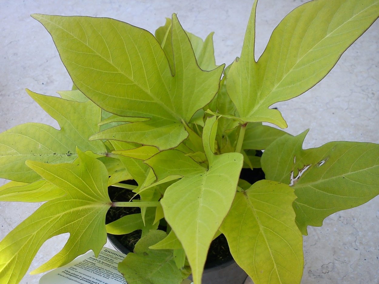 Ипомея батат Caroline Bronze