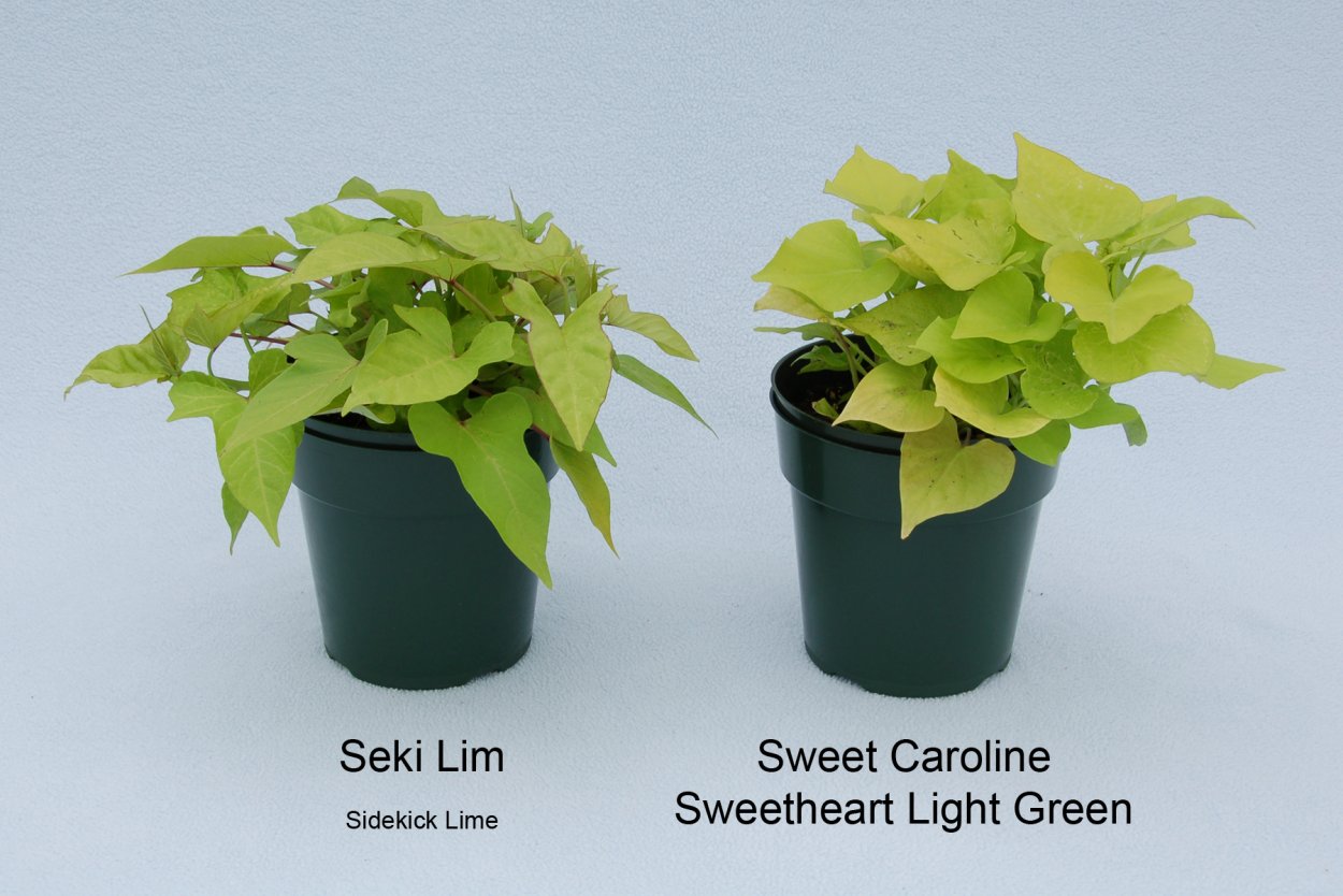 Ипомея батат лайм