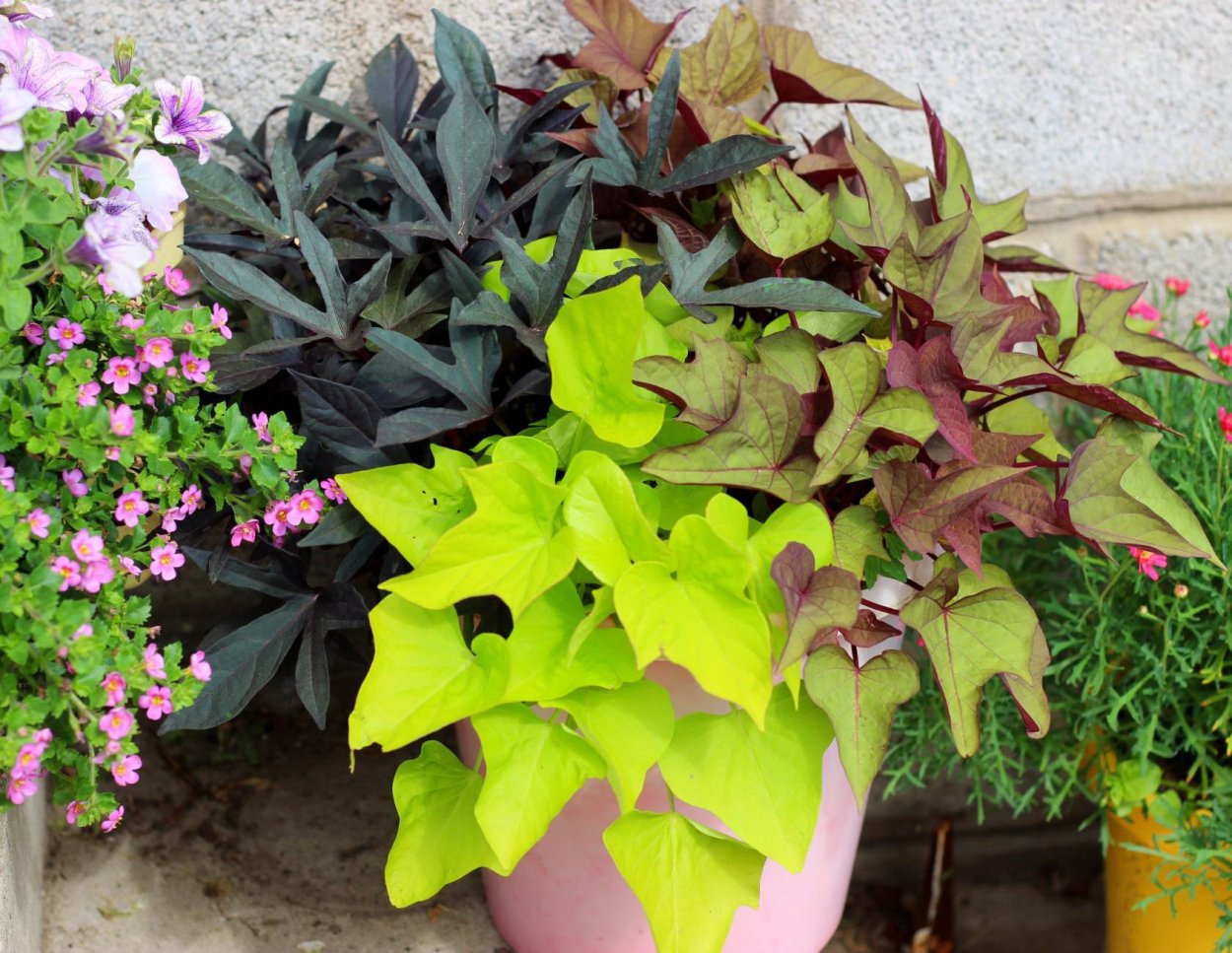 Ипомея батат Маргарита