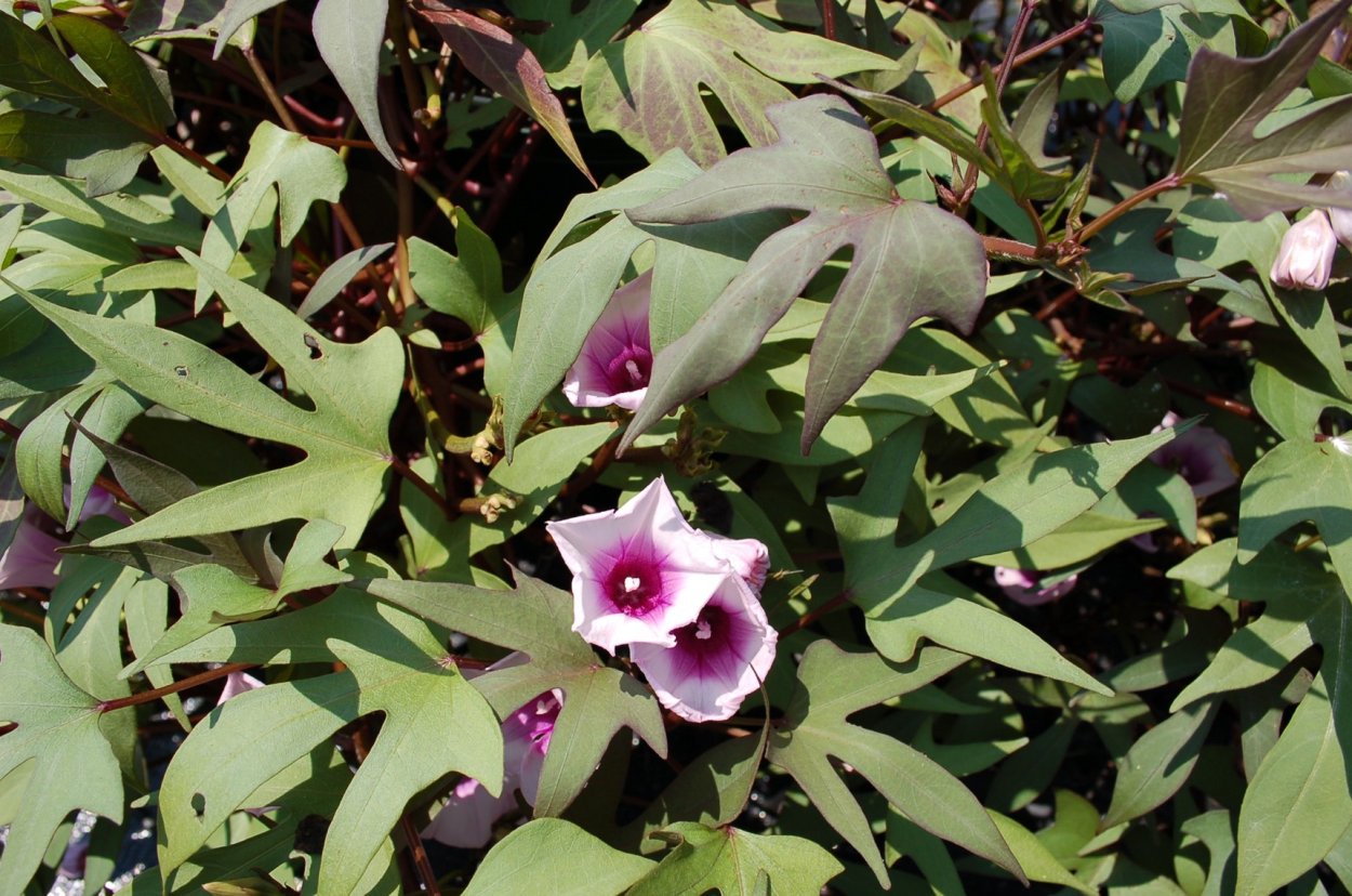 Ипомея бататная