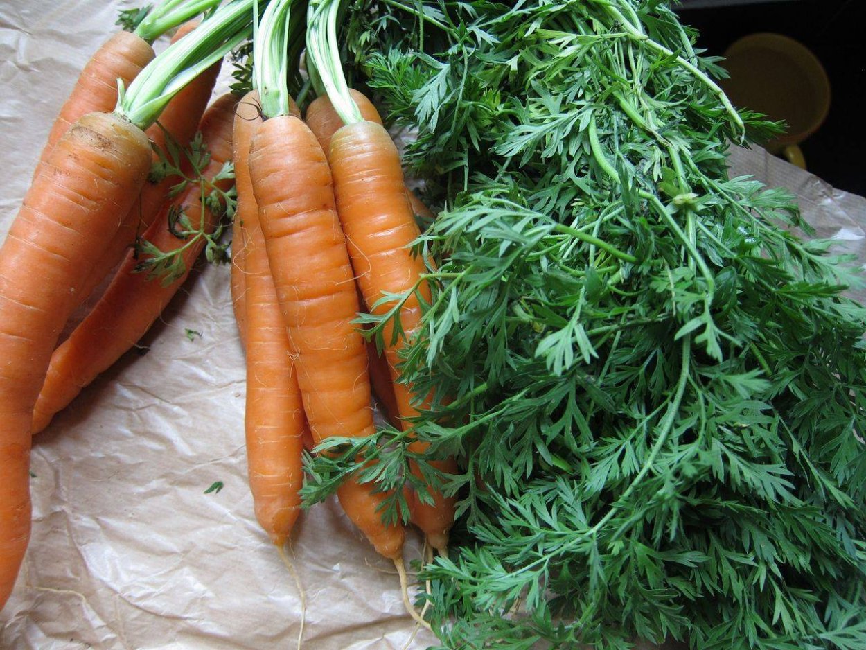 Морковная ботва